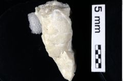 Foto (Detailansicht) von Decapoda indet. (NHMW-GEO-1990-0041-0418)